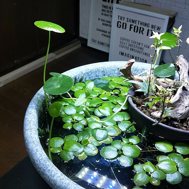 opiopiopiさんの実例写真