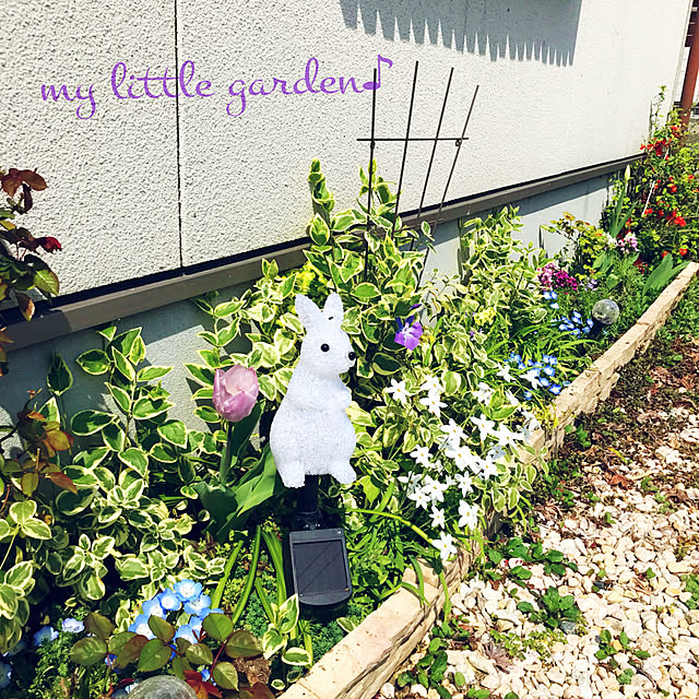 portulacaさんの実例写真
