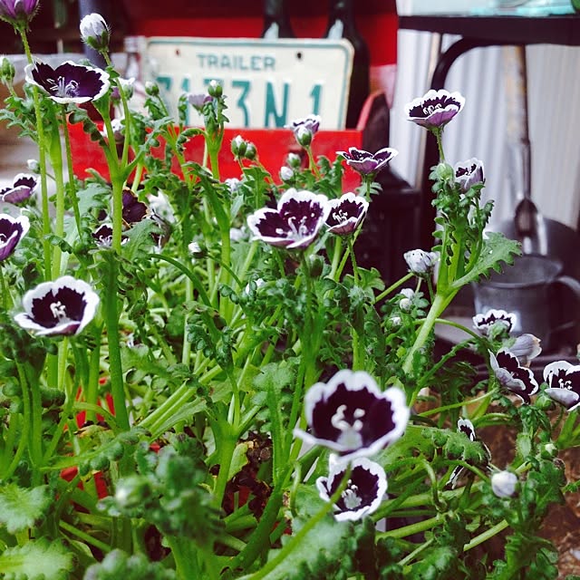 edenさんの実例写真