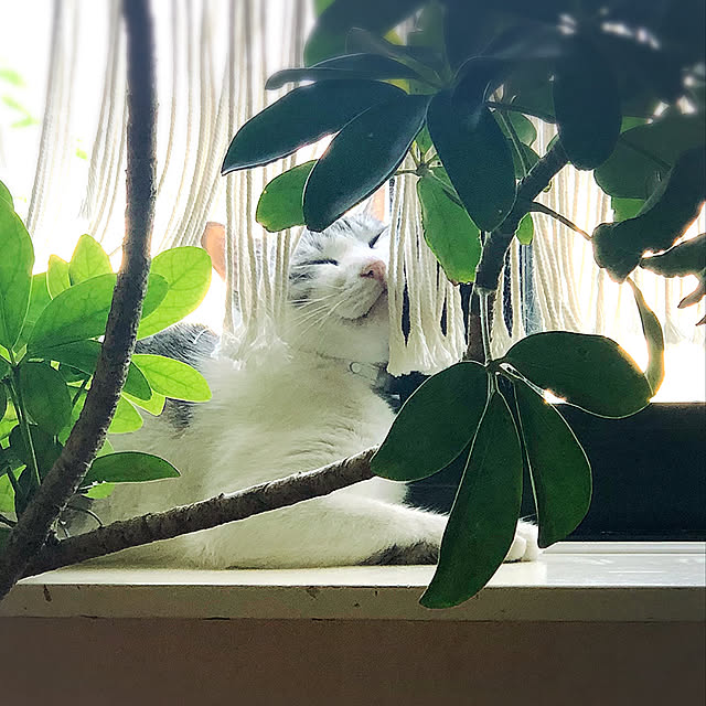 syungikuさんの実例写真