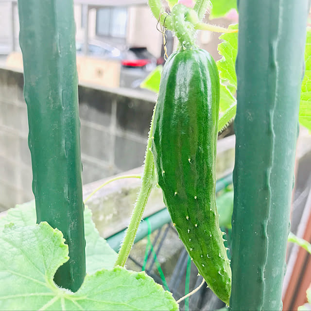 atanasiaさんの実例写真