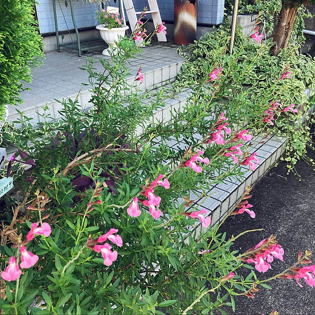 CoCo0617さんの実例写真