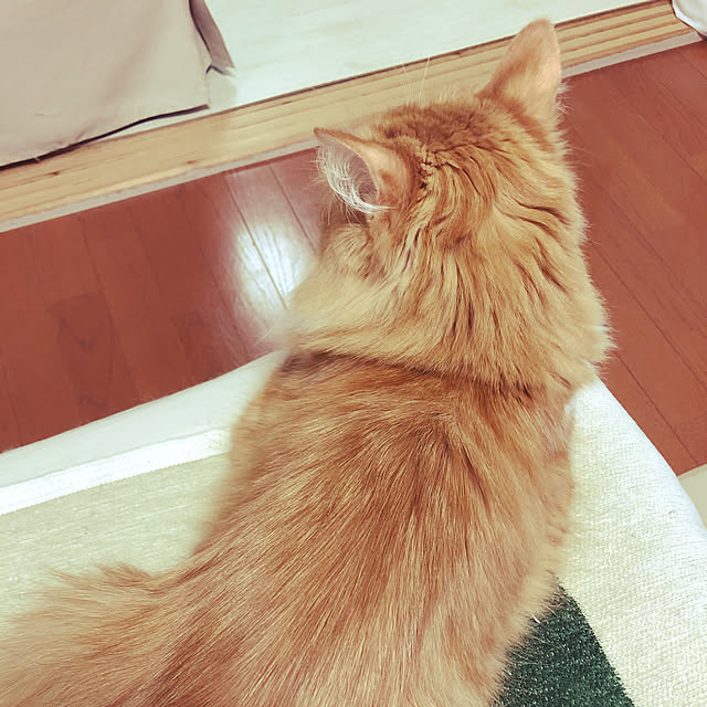 uchidaizuさんの実例写真