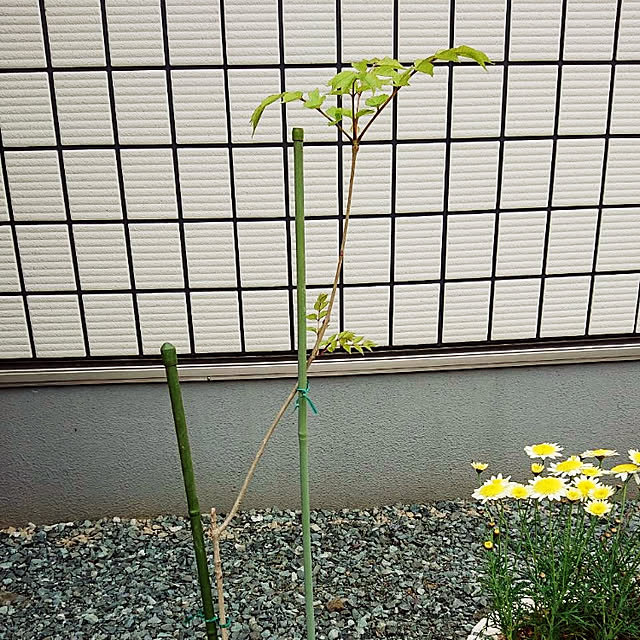 yumiさんの実例写真