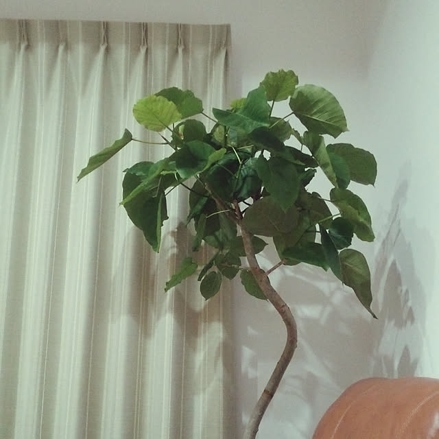 icchiさんの実例写真