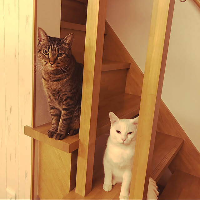 ねこと暮らす。/猫/リビングのインテリア実例 - 2020-06-23 14:40:43