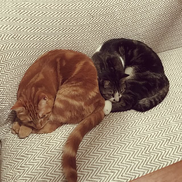 sh1bonさんの実例写真