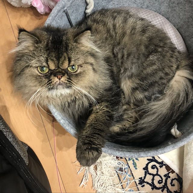 猫/ペルシャ猫/100均/リビングのインテリア実例 - 2020-08-19 00:40:36