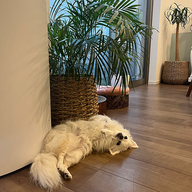 Lionaさんの実例写真