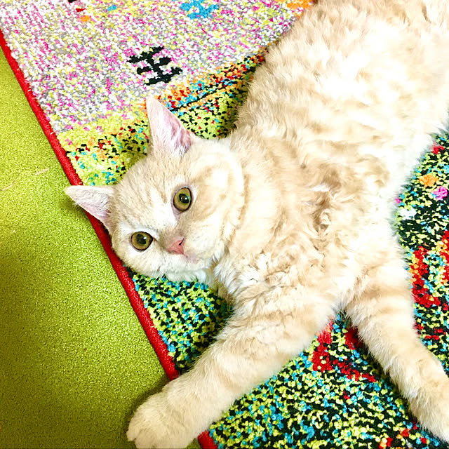 naokoさんの実例写真