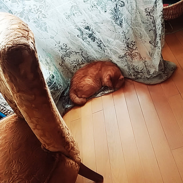 junkocteauさんの実例写真