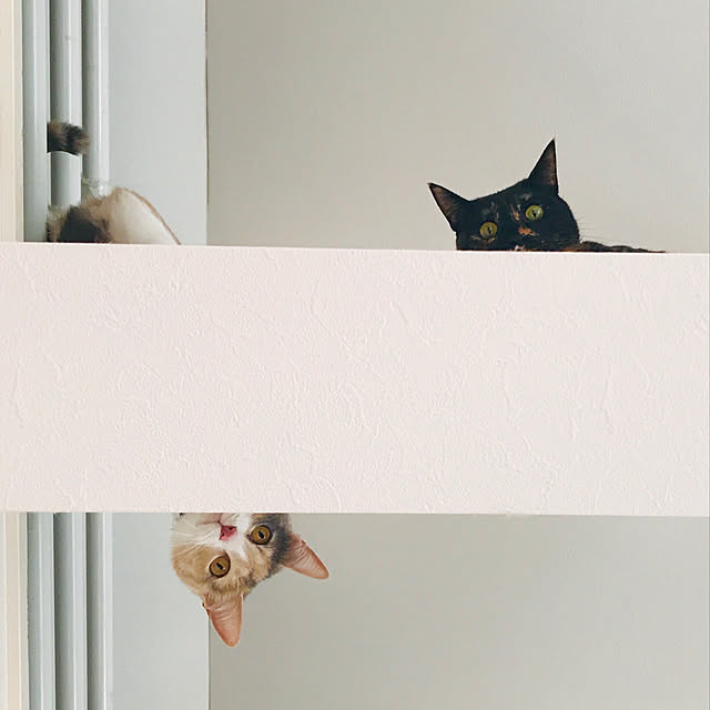 neko-hakaseさんの実例写真