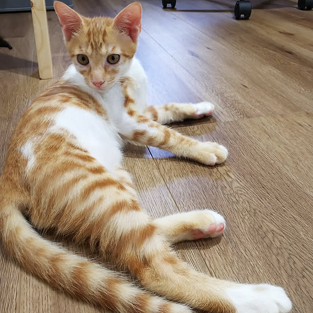 実例写真