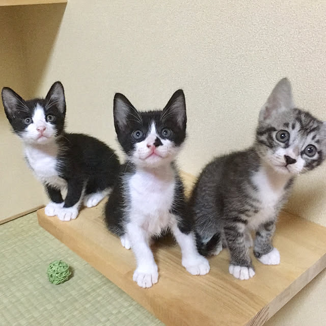 Yukinekoさんの実例写真