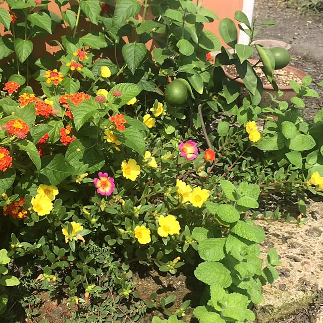 marigonさんの実例写真