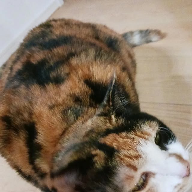 実例写真