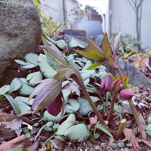 hana-さんの実例写真