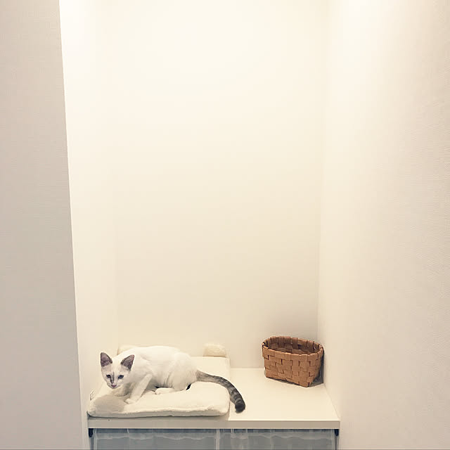 ringonecoさんの実例写真