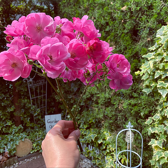 RoseLife5818さんの実例写真