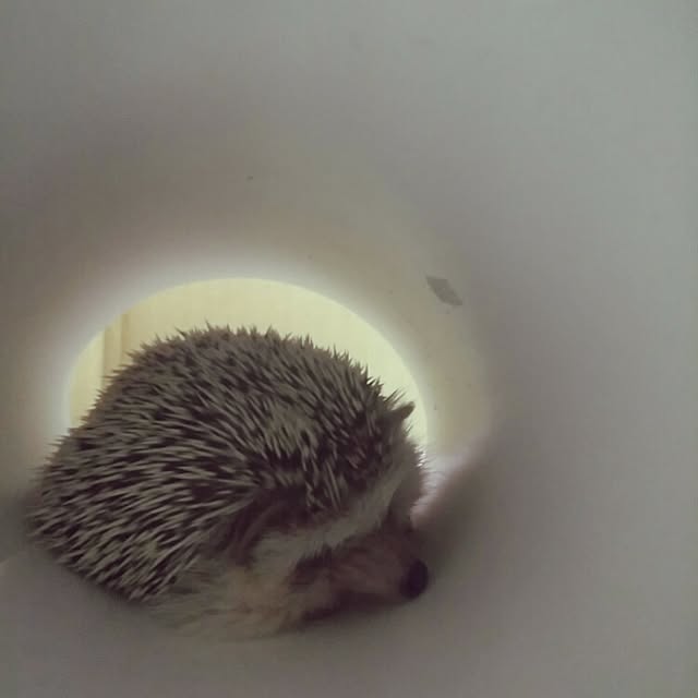 kuruさんの実例写真
