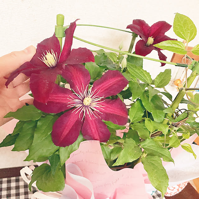 cyaroさんの部屋
