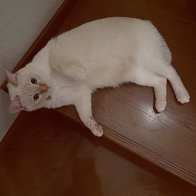 himetanさんの実例写真