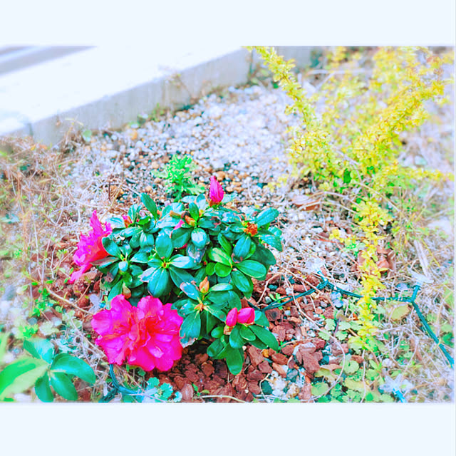 hinamamaさんの実例写真
