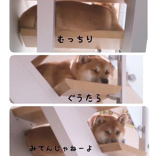 kotaさんの実例写真