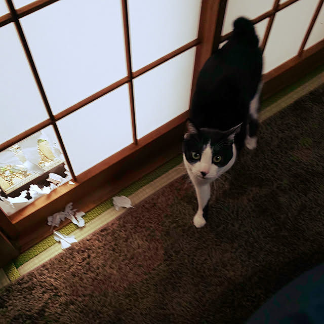 oseroさんの実例写真