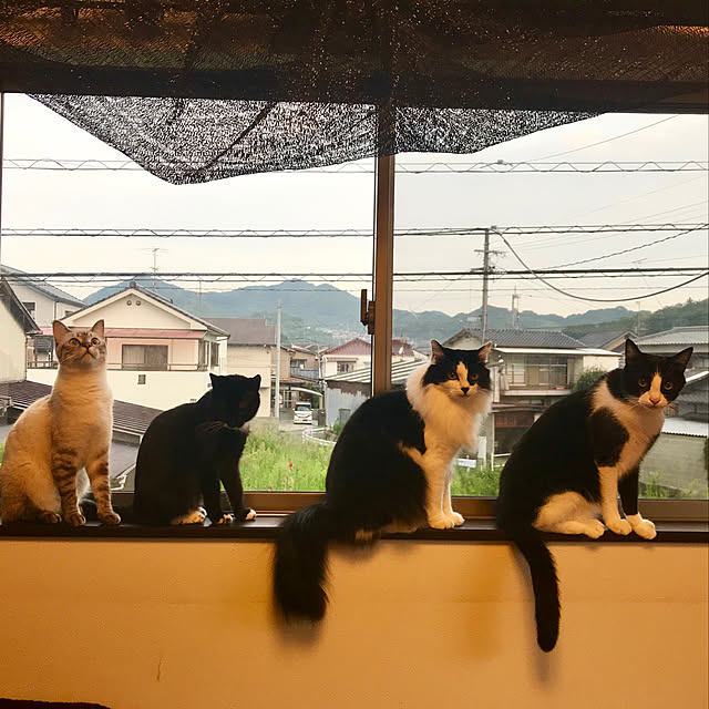 butachanさんの実例写真