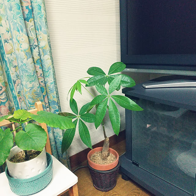 emibutaさんの実例写真