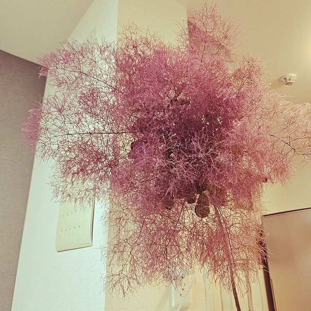 aozoraさんの実例写真