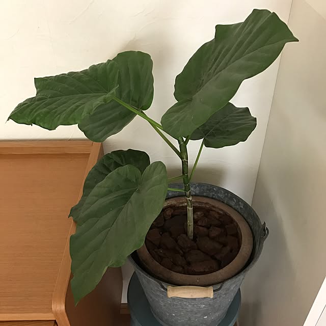 makkoさんの実例写真