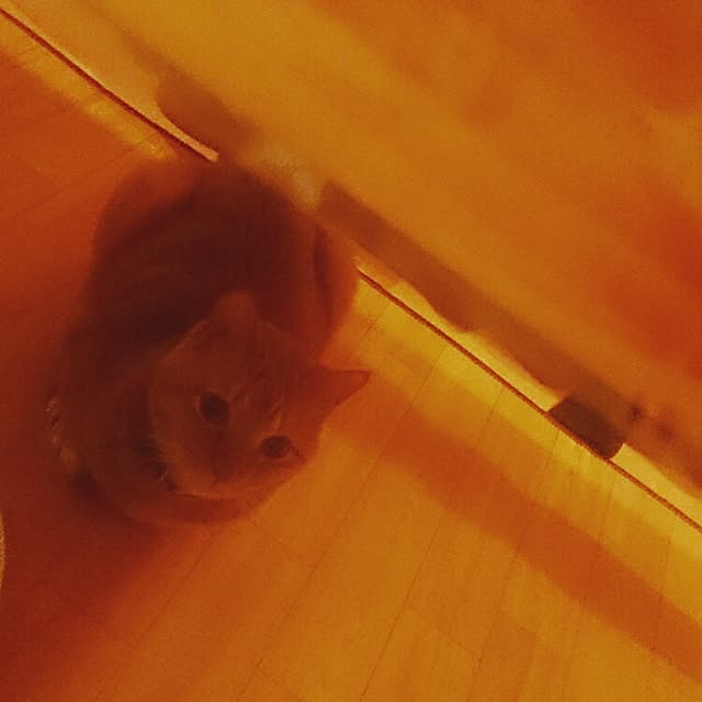 kuhaさんの実例写真