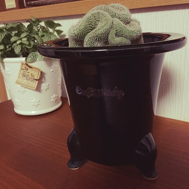 afroさんの実例写真