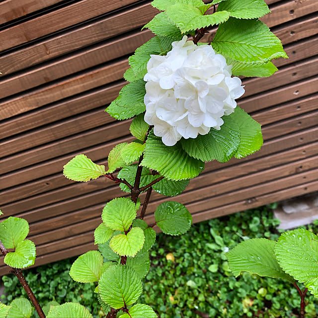 mu--さんの実例写真