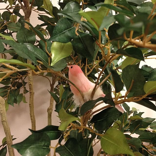 dodoさんの実例写真
