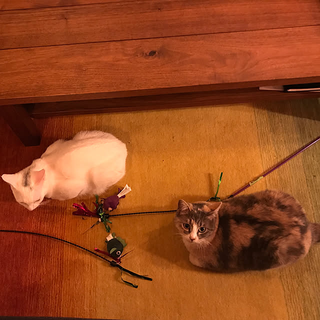 sakurasakuさんの実例写真