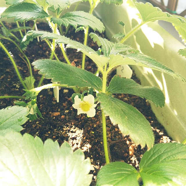 tomatoさんの実例写真