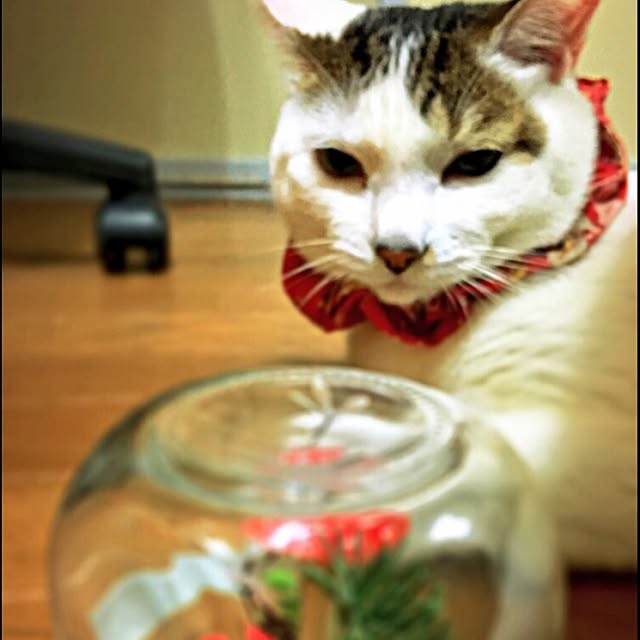 ramuchop3000さんの実例写真