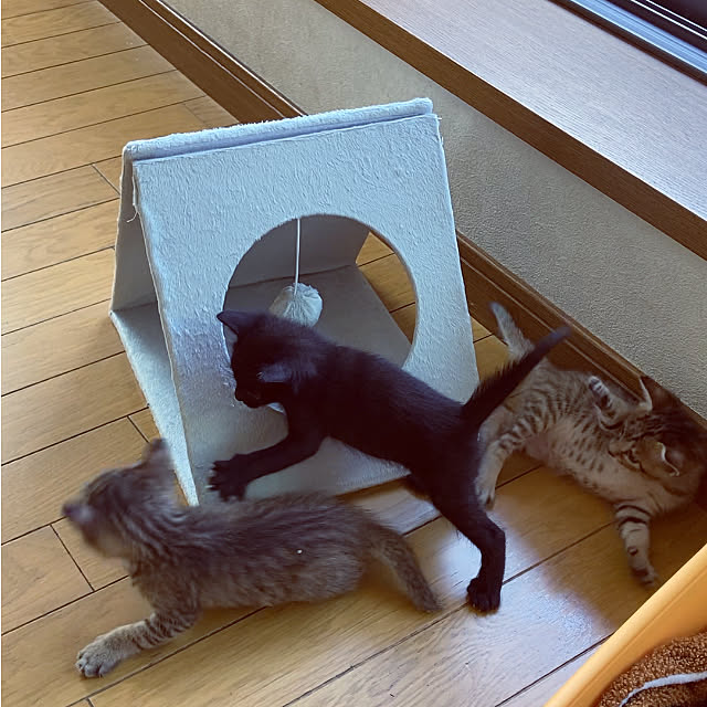 teftef0715さんの実例写真