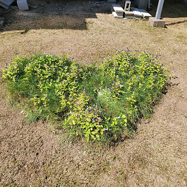 lifeeさんの実例写真
