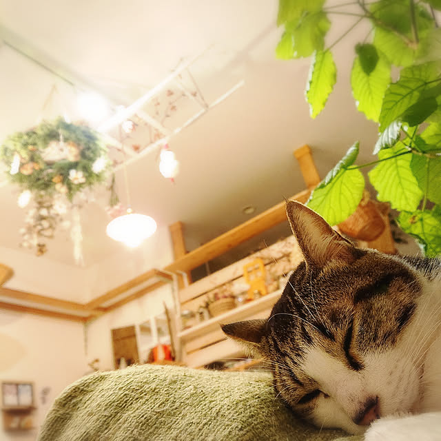 Gomaさんの実例写真