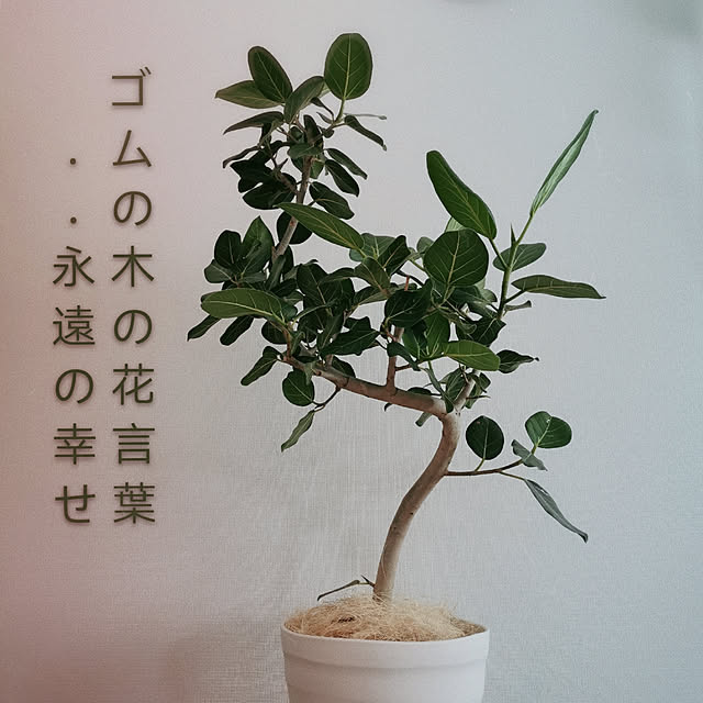 Cindyさんの実例写真