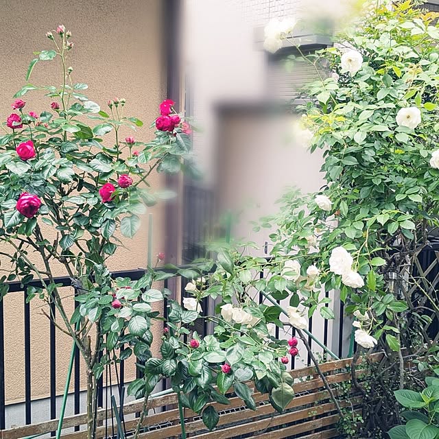 mofukoさんの部屋