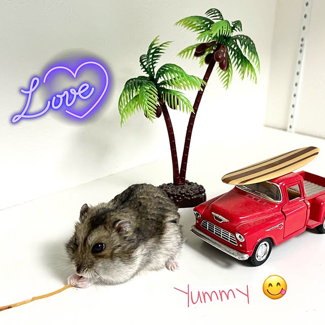adamoさんの実例写真