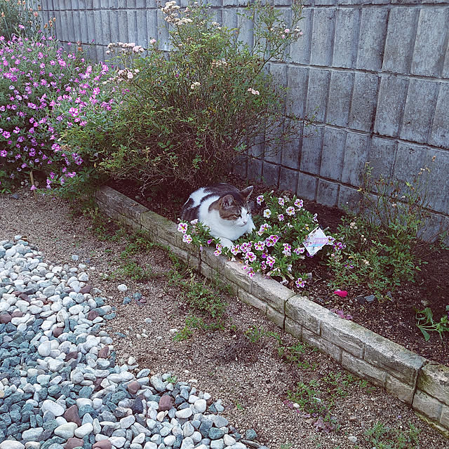 machikomamaさんの実例写真