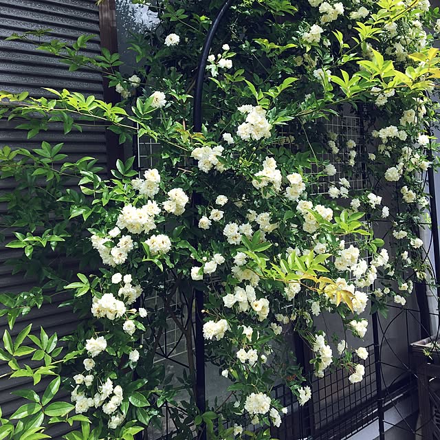 keiko-sawakaさんの実例写真