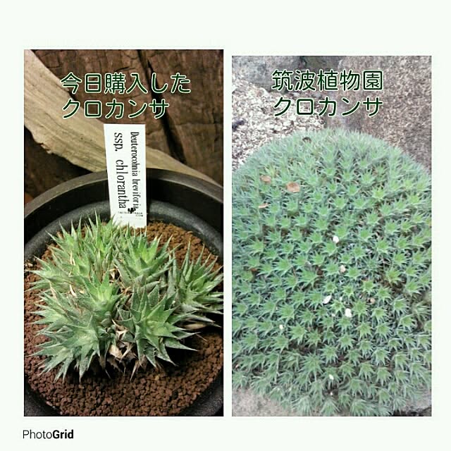 Plantexhibitionhallさんの実例写真
