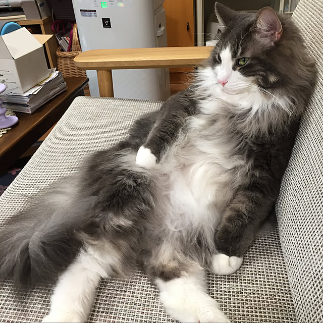 necomamaさんの実例写真